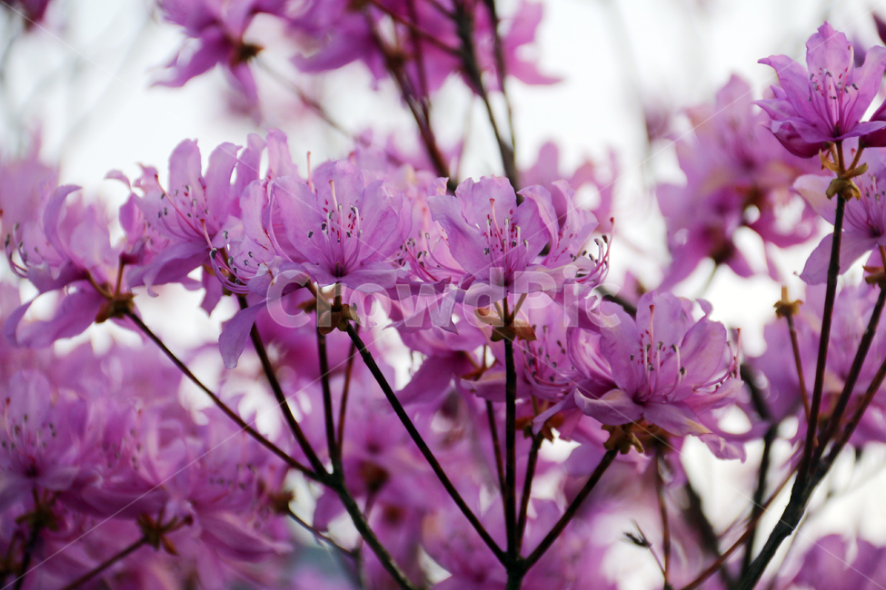 일본,가고시마,꽃,봄,자연,산책,식물,정원,식물,자연,plants,nature,꽃,flower