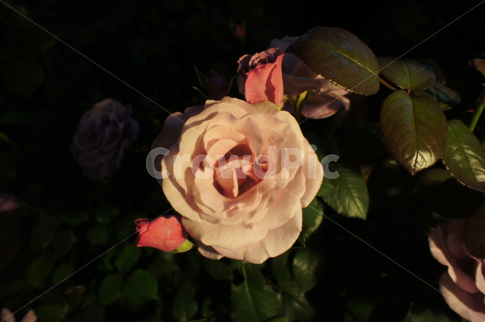 밤,장미,야간,자연,꽂,rose,분위기,감성,핑크,pink