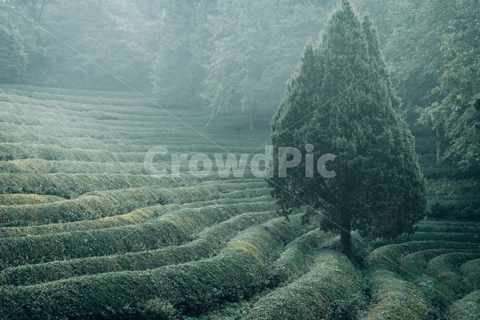 녹차밭,농촌,계절,자연,이미지,한국,녹색,green,밭,녹차,나무,숲,nature,tea,landscape,풍경,새벽,아침,안개,시골,지방,지역,background,동양,아시아,asia,보성,전라도,신비,배경,산,경치,푸르른,전통차,차,캠폐인,농사,초원,필드,여행,관광,자연,풍경,nature,landscape,한국자연풍경,한국자연경관,korea nature landscape,식물,plants,나무,trees,wood,산업,industry,industrial,농업,농사,agriculture,farming,farming industry,outdoors,옥외