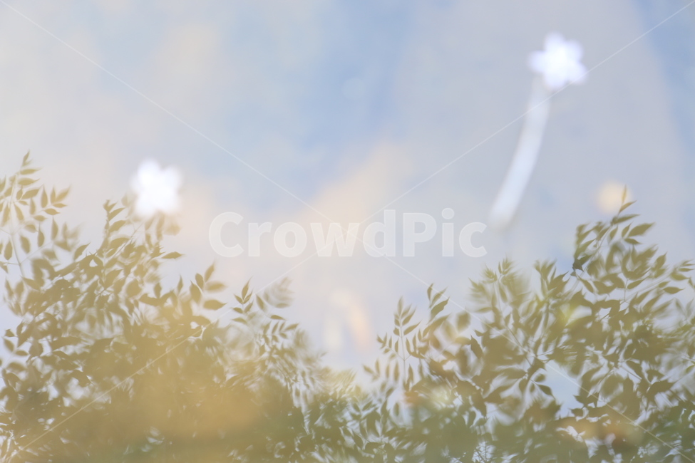 반영,광양저수지,나뭇잎반영,자연,호수,감성,식물,자연,plants,nature,꽃,flower,감성,sensible,feeling