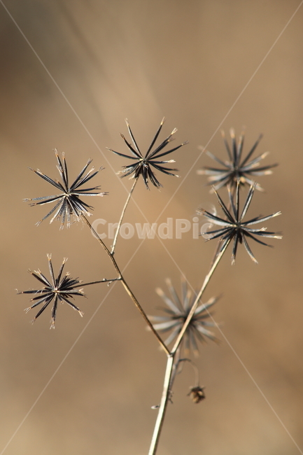 도깨비바늘,식물,잡초,풀,spanishneedles,식물,자연,plants,nature