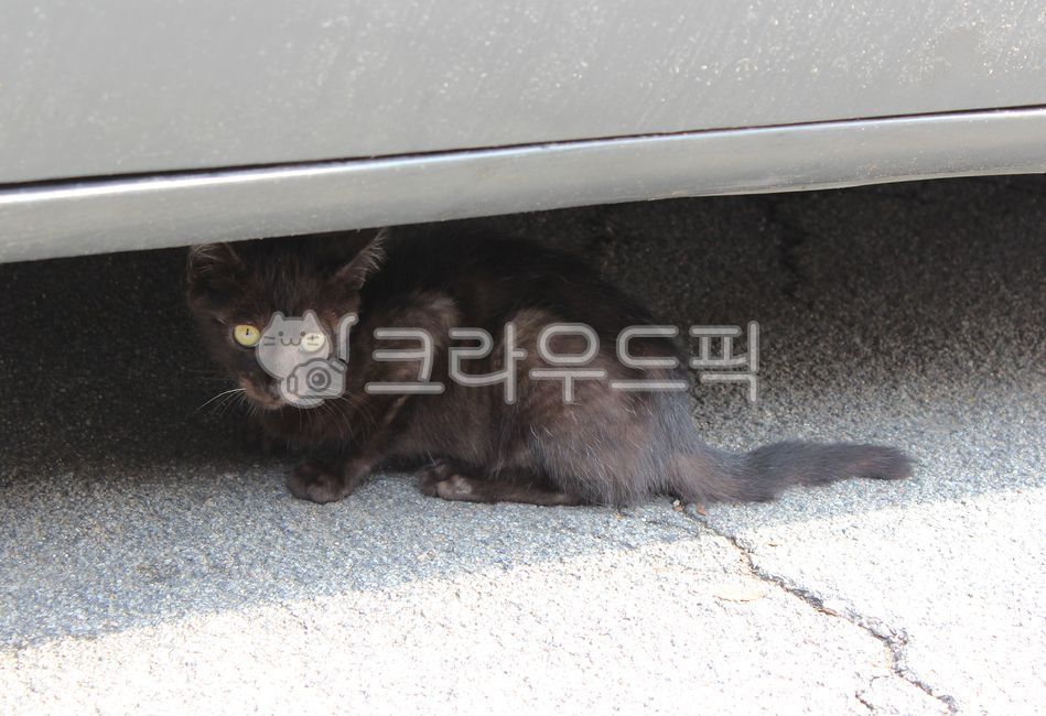 kitty,automobile,pet cat,kitten,stray cat,wanderer,mammal,wild cat,Black cat,cat,animal,pet