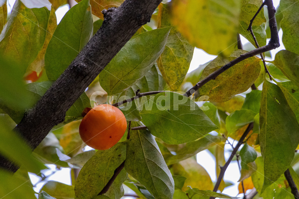 감,단감,감나무,과일,열매,persimmon,persimmontree,가을,계절,fall,autumn,season,과일,열매,fruit,plant,식물,food,음식