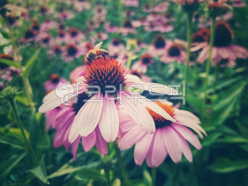 flowers,bee,flower garden,Cosmos