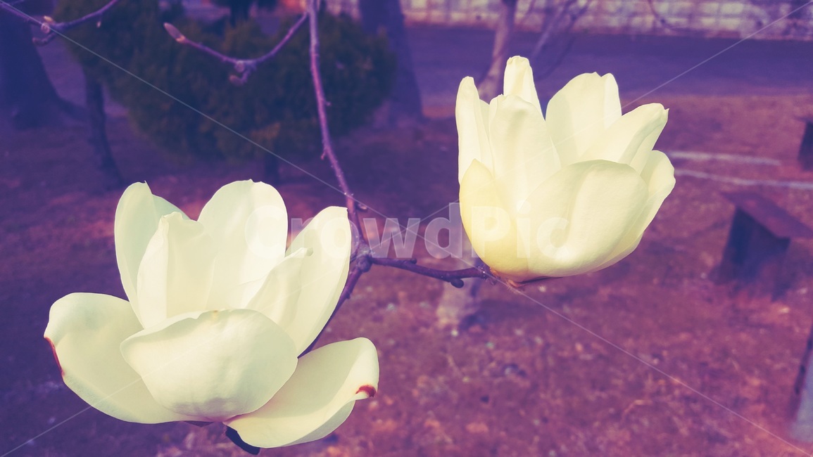 flower,꽃,목련,magnoliales,봄꽃,plant