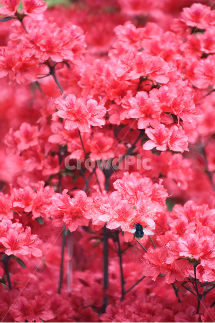 연산홍,분홍꽃,봄꽃,분홍바탕,봄나들이,꽃바탕,백그라운드,자연,식물,봄날,정원,꽃밭,꽃축제,공원,화려한,배경,Fresh,Pink,flower,Background,Beautiful,garden,spring,nature,plant,park,식물,자연,plants,nature,꽃,flower