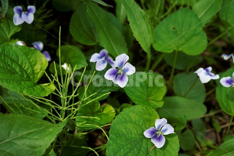 종지나물,제비꽃,미국제비꽃,봄꽃,보라색,식물,bloom,flower,spring,nature,season종지나물,season,흰색