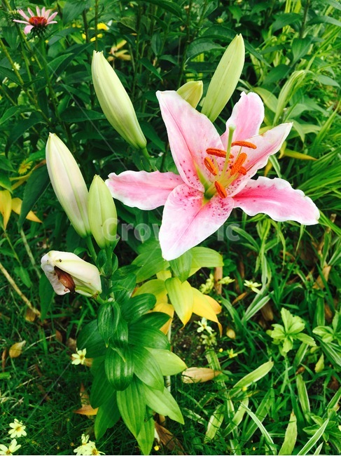 꽃,자연,식물,flower,nature,나리,나리꽃,lily,botany,분홍,pink,식물,자연,plants,nature,꽃,flower