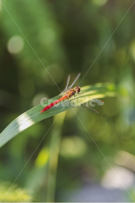 잠자리,여름,곤충,접사,여유,dragonfly,insect,macro,plant,식물,summer,bokeh,아웃포커싱,보케,동물,animal,곤충,벌레,insect,bug