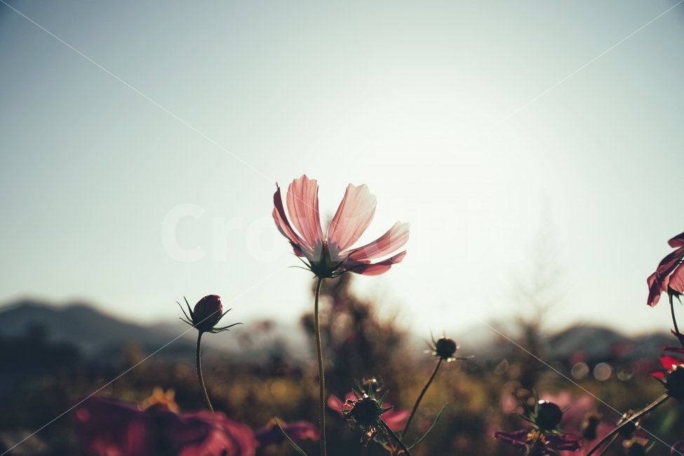 코스모스,가을,꽃,감성,힐링,역광,보케,아웃포커스,필름,빈티지,소니,50mm,가을,계절,fall,autumn,season,식물,자연,plants,nature,꽃,flower,감성,sensible,feeling,plant