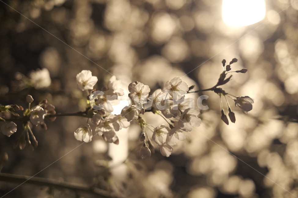 꽃,벚꽃,봄,감성,밤,봄,계절,spring,season,plant,식물