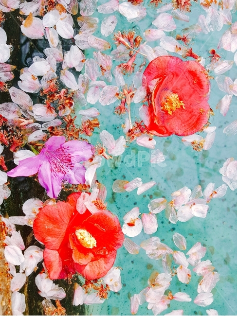 꽃잎,떨어진,물,벚꽃,진달래,동백꽃,예쁜,아름다운,자연,배경