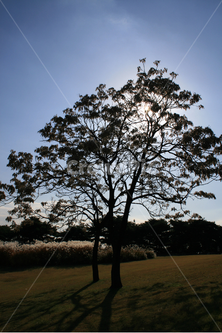 나무,가을,가을나무,가을빛,하늘,빛,자연,풍경,nature,landscape,식물,plants,나무,trees,wood,tree,plant,tree trunk,나무 줄기