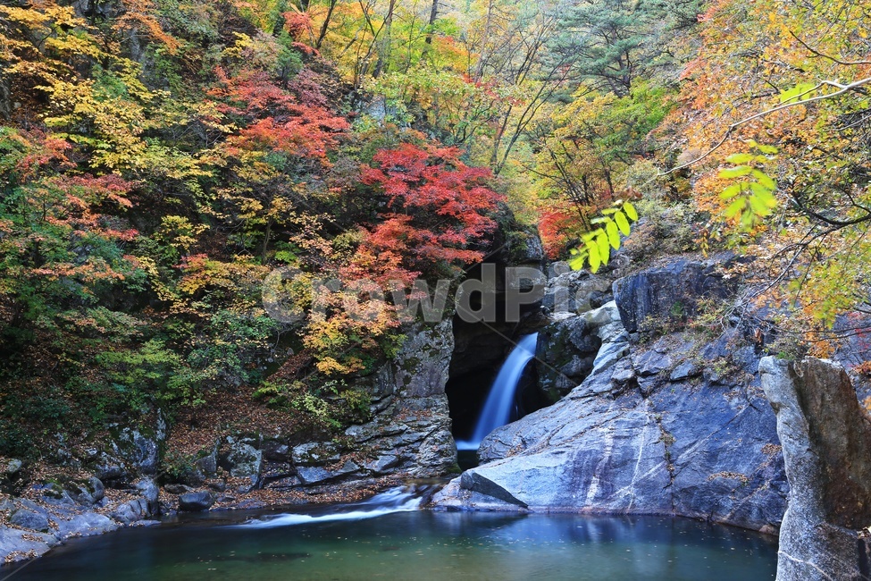 water,물,nature,자연,outdoors,옥외,waterfall,폭포,tree,나무,plant,식물,leaf,잎,stream,흐름,경치,경관,풍경,계곡,가을,만추,추색,강원도,인제,상남,용소폭포,상남용소폭포,상남가을,가을,계절,fall,autumn,season