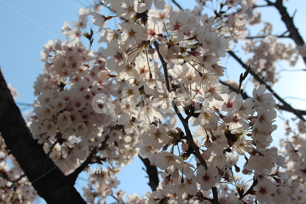 plant,식물,flower,꽃,blossom,cherryblossom,벚꽃
