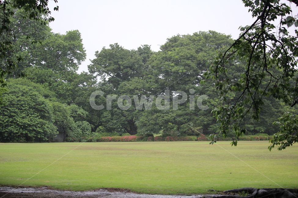 신주쿠공원,공원,호수,비,일본,자연,풍경,nature,landscape,plant,식물,grass,잔디,lawn,park,outdoors,옥외