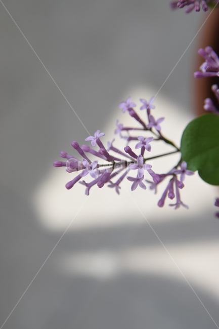 라일락,라일락꽃,보라색꽃,보라색,연보라,빛,plant,식물,flower,꽃,blossom,식물,자연,plants,nature