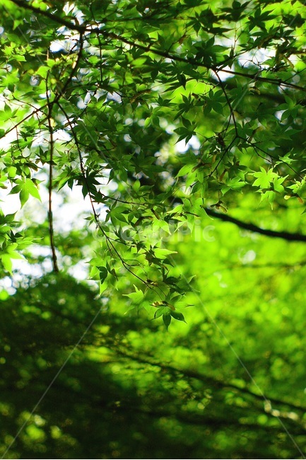빛,단풍,maple,단풍나무,나무,햇빛,sunshine,tree,초록,green,배경,background,식물,자연,plants,nature