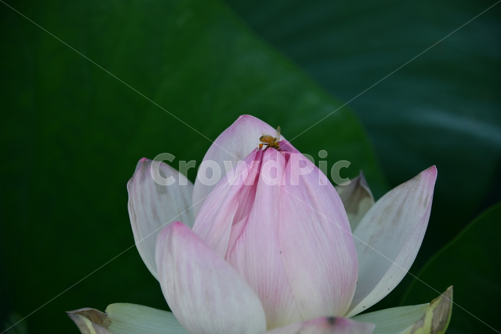 연곷,꽃,접사,연꽃밭,식물,자연,plants,nature,flower,분홍색,핑크색,연잎
