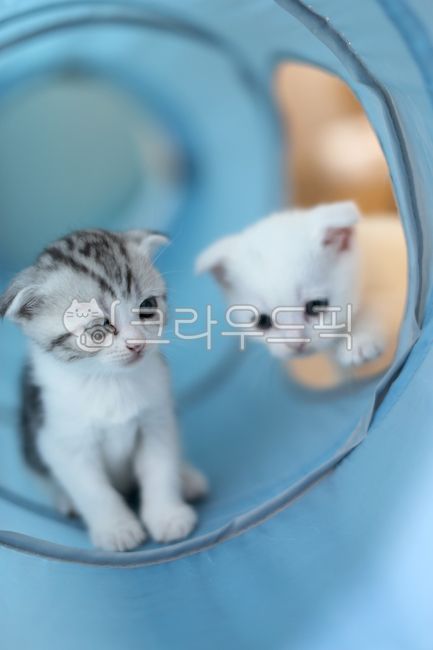 mischief,siblings,young,Kitty,cute,Pets,kitten,sibling,house cat,mammal,cat,friend,baby,cuteness,animal,mammalia,pet