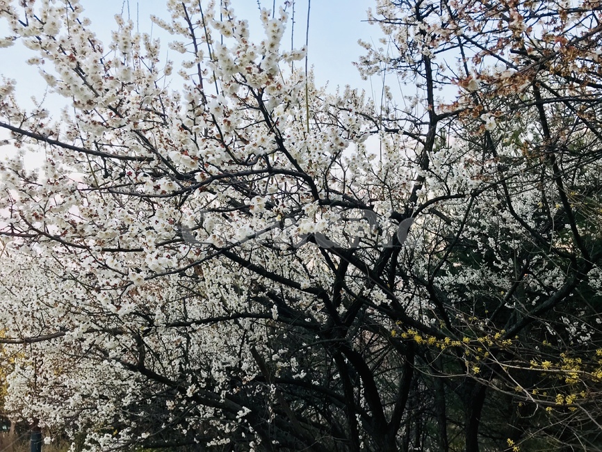 봄,벚꽃,꽃,나무,하늘,산,시작,봄,계절,spring,season,plant,식물