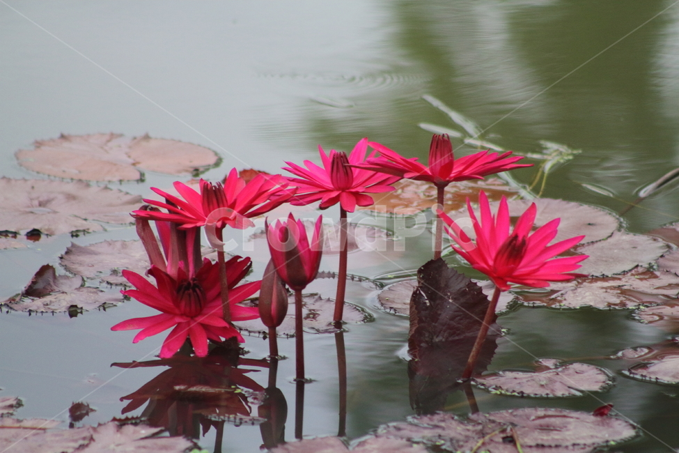 연,수련,꽃,식물,waterlily,식물,자연,plants,nature,꽃,flower
