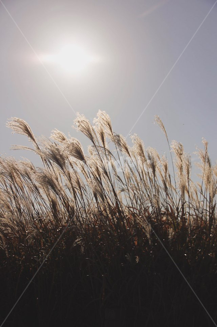 가을,억새,갈대,갈대밭,억새밭,가을,계절,fall,autumn,season,자연,풍경,nature,landscape,grass,잔디,plant,식물,lawn