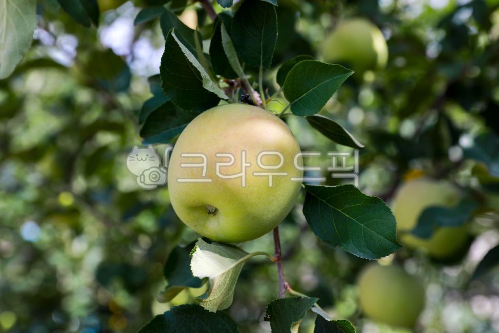 사과,과일,사과나무,청사과,풋사과,greenapple,과일나무,과수원,apple,fruit,appletree,anorchhard