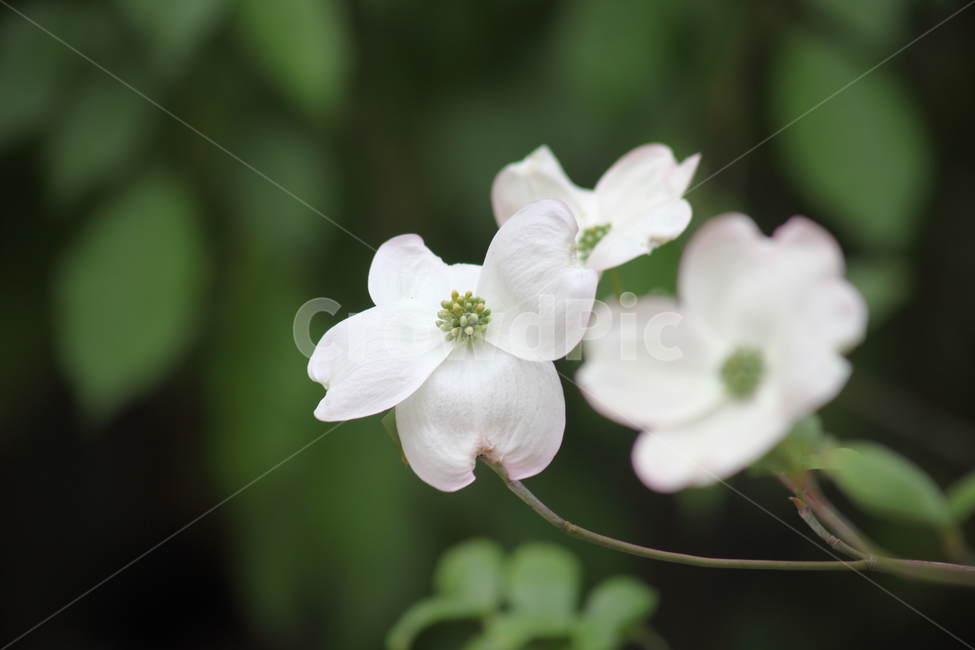 꽃산딸나무,미국산딸나무,꽃,봄,kousadogwood