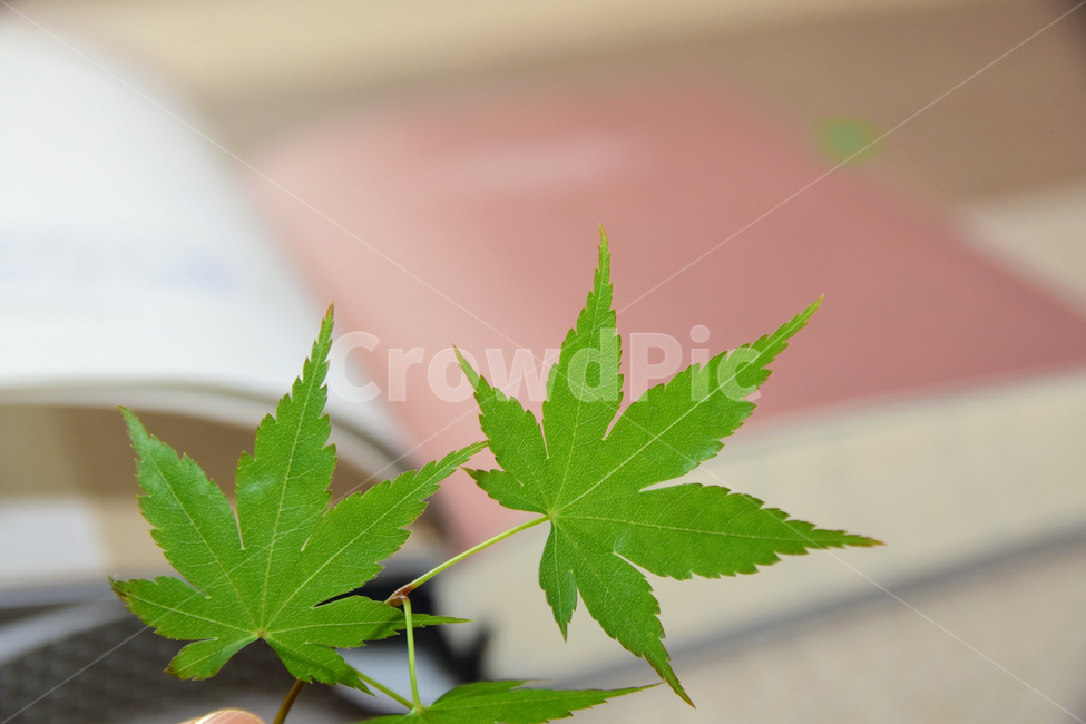 단풍,청단풍,단풍잎,책,초록,식물,자연,감성,독서,북,book,plants,nature,feeling,green,maple,mapleleaves,leaves