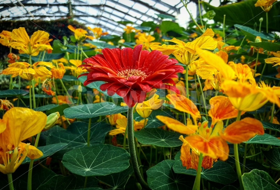 충청남도,아산,세계식물원,꽃,배경,식물,자연,plants,nature,꽃,flower