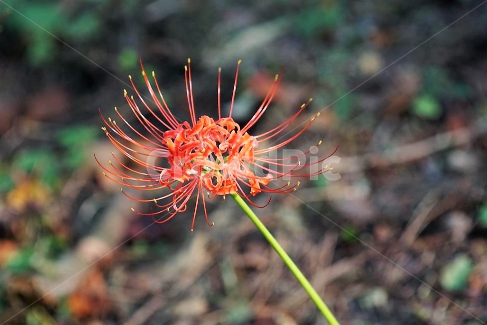 꽃,상사화,꽃무릇,자연,식물,가을,붉은꽃,red,fiower,nature,green,fall,낙엽,식물,자연,plants,nature,꽃,flower