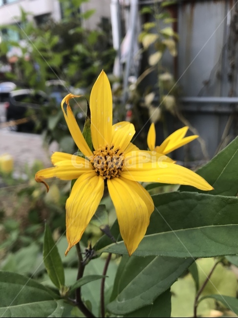 꽃,노랑,생명,사랑,포근,식물,자연,plants,nature,꽃,flower