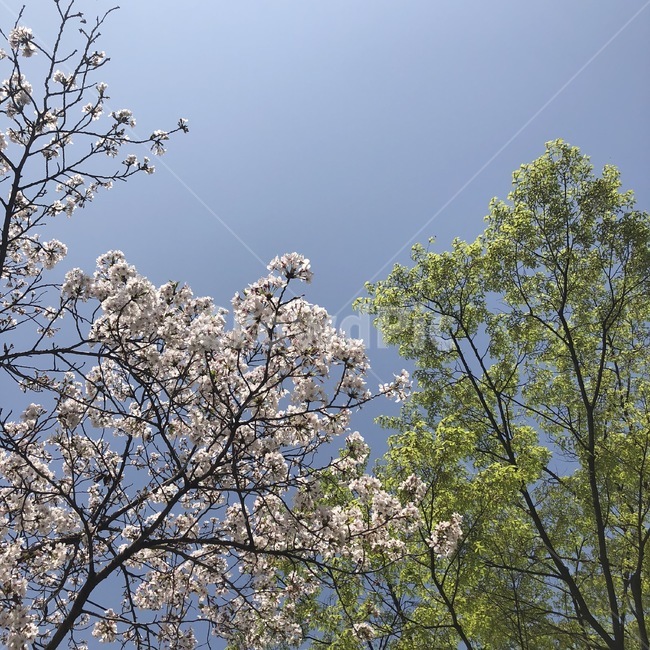 벚꽃,하늘,봄,sky,spring,봄,계절,spring,season,자연,풍경,nature,landscape,식물,plants,나무,trees,wood,plant