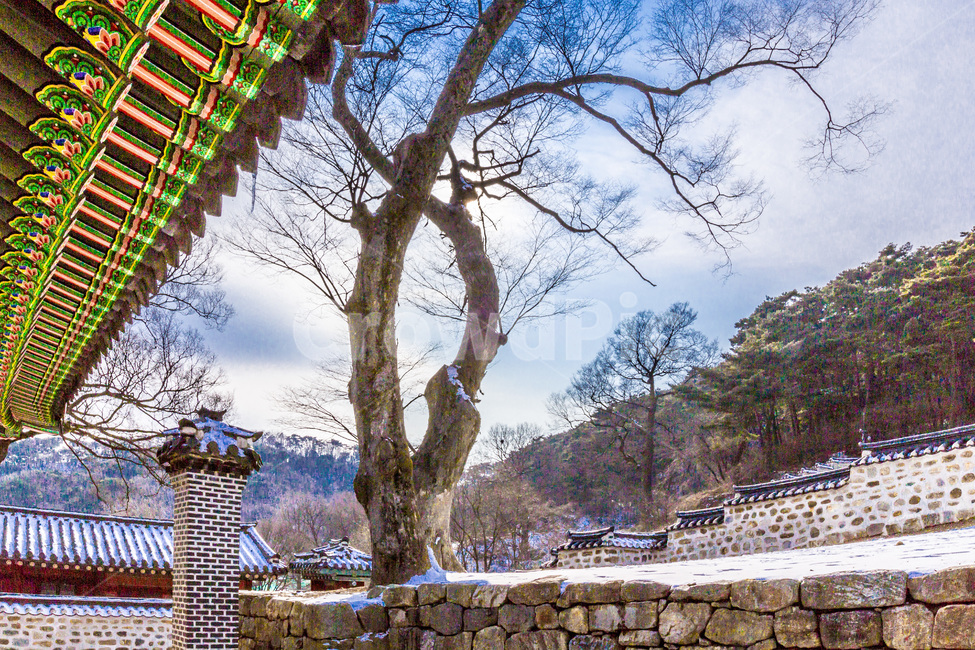 단청,고목,문화유산,전통,건축,겨울,계절,winter,season,한국전통,한국문화,korean traditional,korean culture,식물,자연,plants,nature,나무,trees,wood,건축물,건물외관,exterior,building,structure,architecture,construction