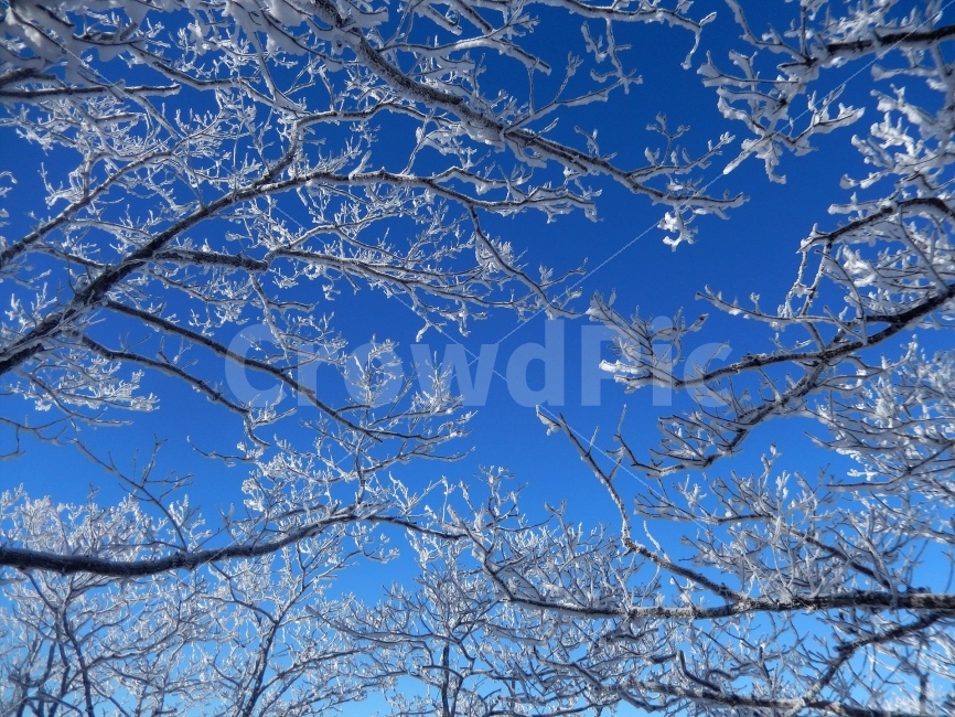 민주지산,눈꽃풍경,상고대,겨울풍경,겨울동화,눈풍경,파란하늘,100대명산,겨울명산,설경,서리꽃,영동,SNOW,자연,풍경,nature,landscape,겨울,계절,winter,season,tree,나무,plant,식물,tree trunk,나무 줄기