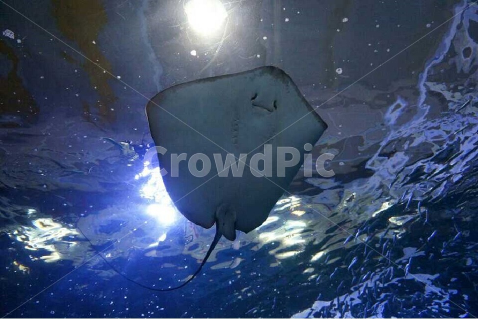 가오리,아쿠아리움,해양생물,물고기,바다,wildlife,ray,aquarium,fish,underwater,marine,sea,marinelife,sealife,blue,water,swim,수영