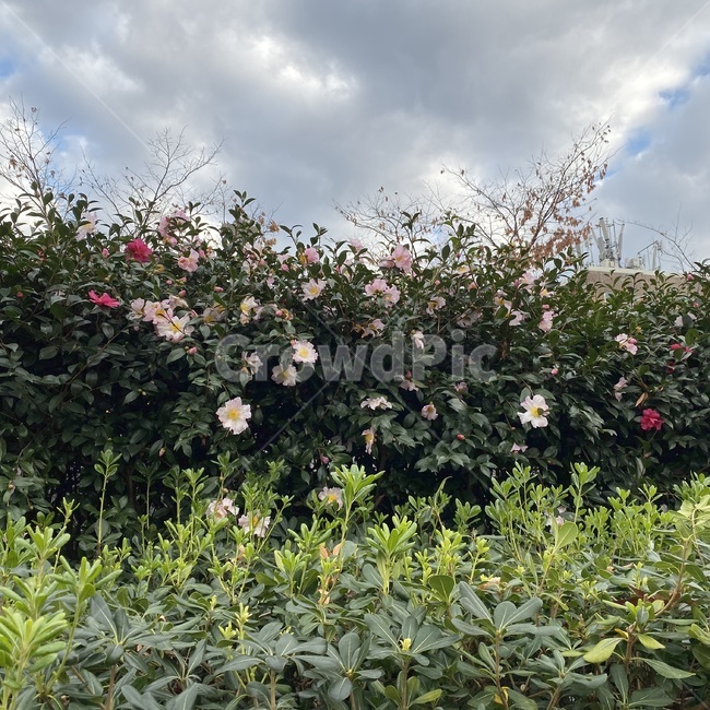 식물,하늘,꽃,구름,plant,식물,자연,plants,nature,꽃,flower