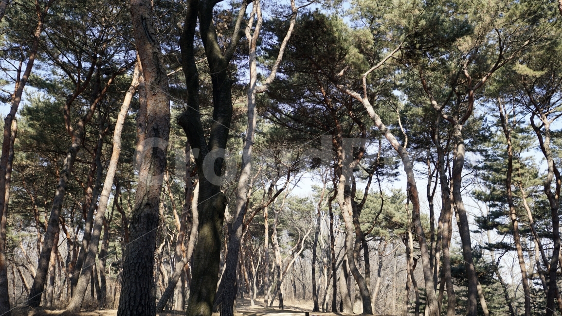 수원,융건릉,나무,숲,숲속,조선,왕릉,조선왕릉,이파리,식물,자연,풍경,산책,산길,나뭇가지,한국,snap,snpshot,스냅,스냅사진,스넵,스넵사진,감성,감성사진,힐링,힐링사진,경치,landscape,nature,자연,풍경,nature,landscape,tree,plant,tree trunk,나무 줄기
