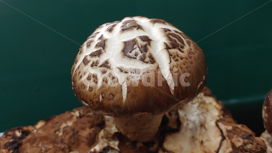 버섯,표고버섯,음식,재배,클로우즈업,버섯,mushroom