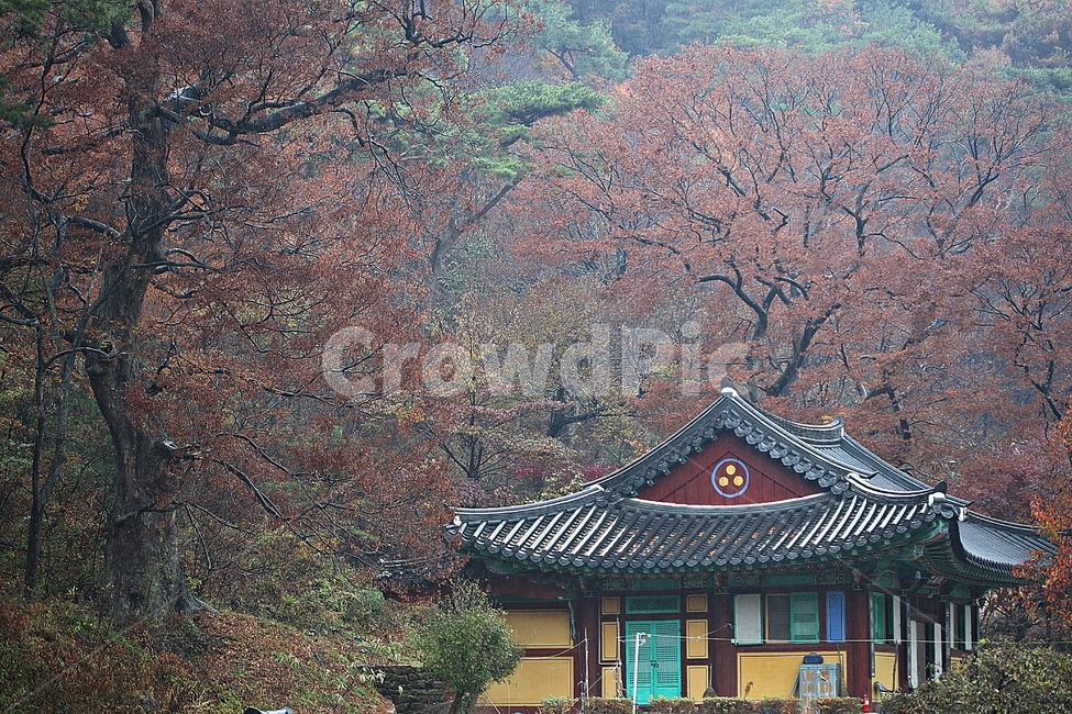 전등사,절,암자,단풍,낙엽,기와집,한옥,전통집,한옥집,집,풍경,자연,식물,옛날집,건물,건축물,가을,가을,계절,fall,autumn,season,한국전통,한국문화,korean traditional,korean culture