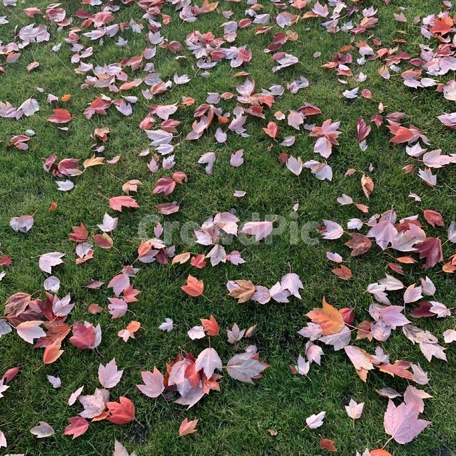 낙엽,가을,밴쿠버,메이플,식물,leaf,잎,plant,fall,잔디,공원,park