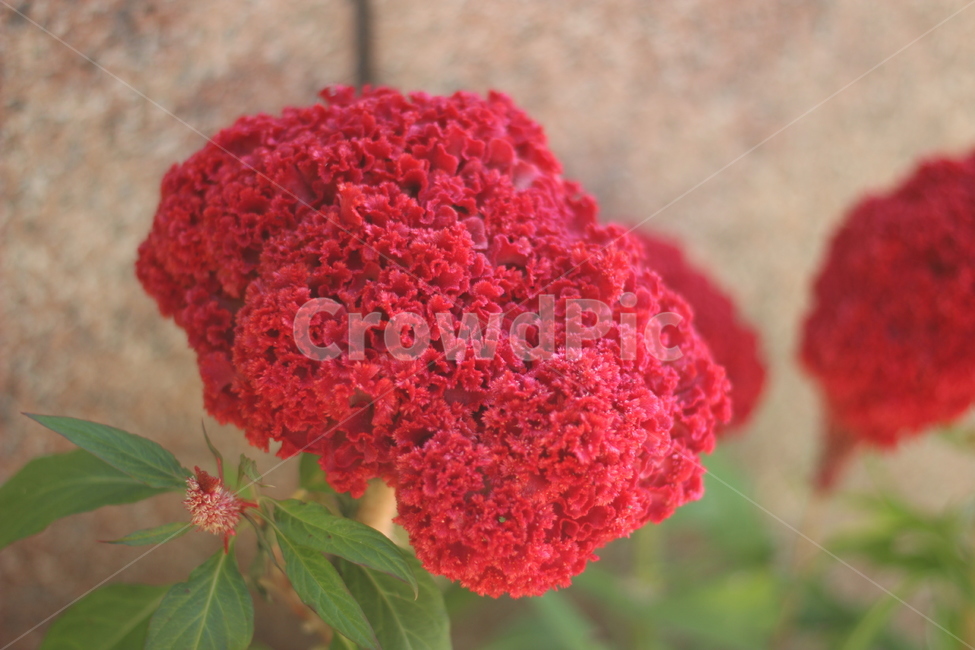 꽃,가을꽃,가을,빨간꽃,빨강,빨간색,flower,아름다움,자연,식물,식물,자연,plants,nature,꽃,flower