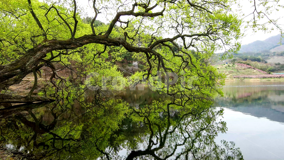 반곡지,경산시,저수지,봄,버드나무,nature,자연,water,물,tree,나무,plant,식물,자연,풍경,nature,landscape