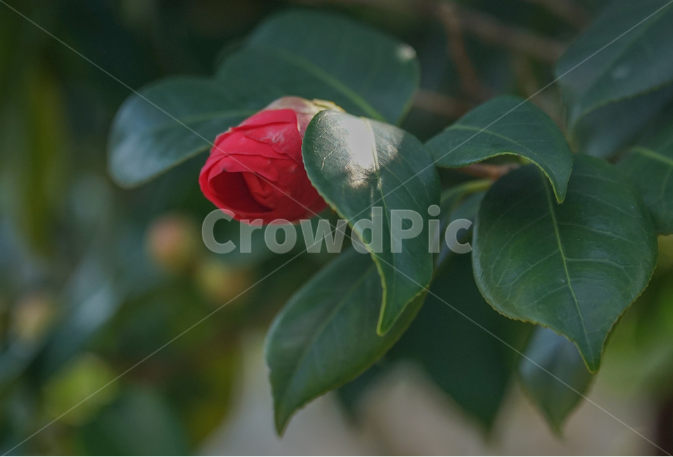 봄,봄꽃,계절,감성,식물,화초,자연,식물,자연,plants,nature,꽃,flower