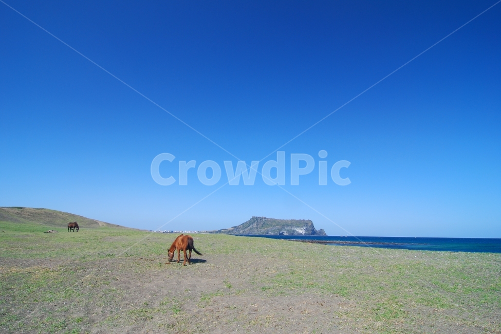 성산일출봉,제주,제주도,조랑말,말,동물,풍경,초원,바다,풀밭,평화로운,하늘,배경,바탕,백그라운드,배경이미지,방목,먹이,먹다,제주사진,제주도사진,제주풍경,제주도풍경,한국,자연,풍경,nature,landscape,한국자연풍경,한국자연경관,korea nature landscape,제주도,jeju,jeju island,동물,animal,포유류,mammal,산업,industry,industrial,목축업,목장,livestock farming,ranching,pasture,outdoors,옥외