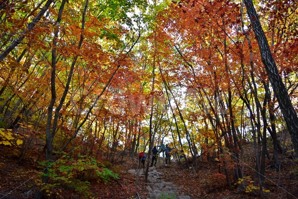설악산,가을,풍경,단풍,탐방,국립공원,파란하늘,가을색,오색,울긋불긋,알록달록,그림같은,칼라풀,뷰티플,아름다운,힐링,감성,자연,정취,산세,명산,100대명산,nature,산,등산,트레킹,비경,경치,사진,색채,가을의정취,가을,계절,fall,autumn,season,자연,풍경,nature,landscape,한국자연풍경,한국자연경관,korea nature landscape,plant,식물,person,사람,human,인간,tree,나무,leaf,잎