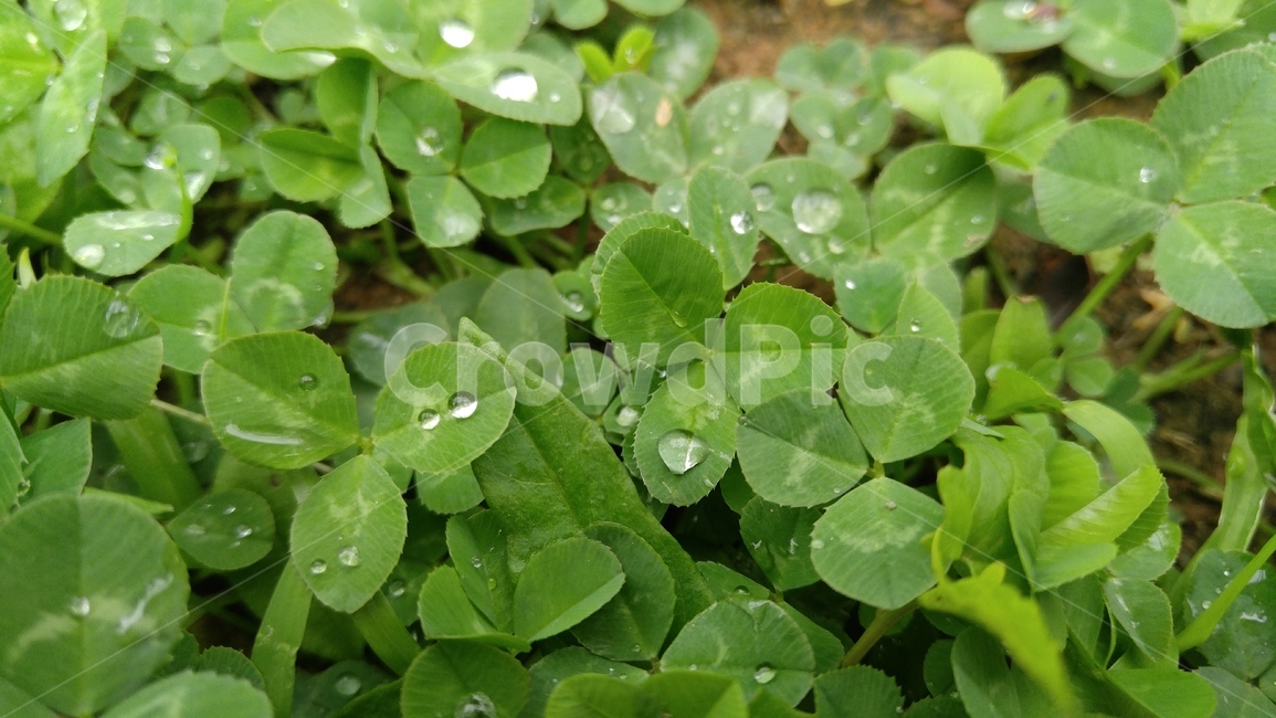세잎클로버,클로버,잎,식물,연두색,녹색,배경,감성,계절,threeleafclover,clover,leaf,plants,green,background,emotional,season