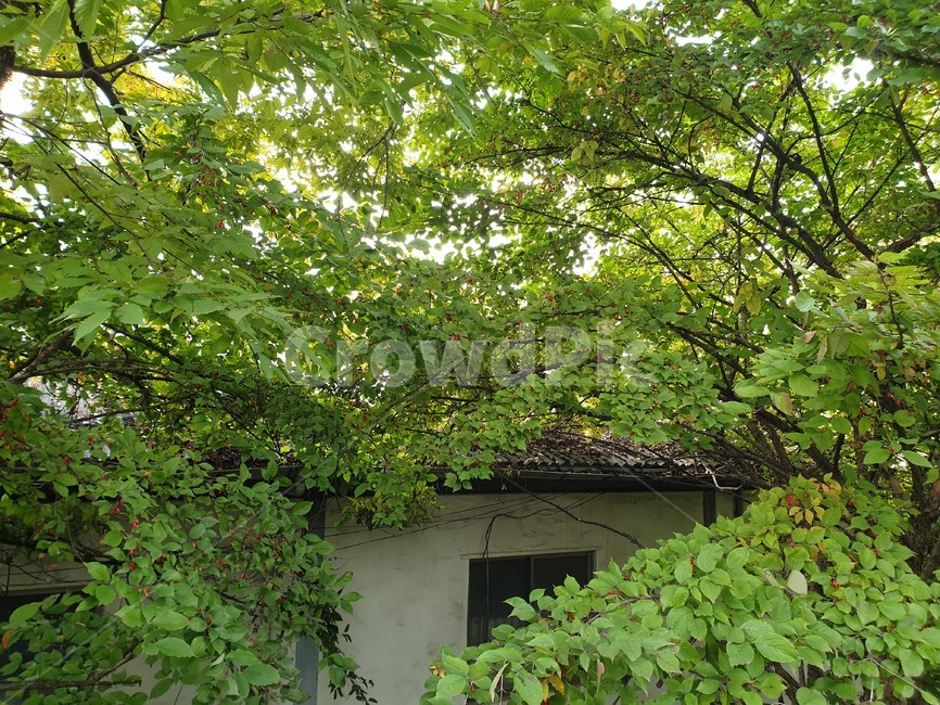 plant,식물,tree,나무,outdoors,옥외,arbour,정자,garden,정원,cabin,hut,hidden,forest,숨은,오두막,비밀,감춰진,secret