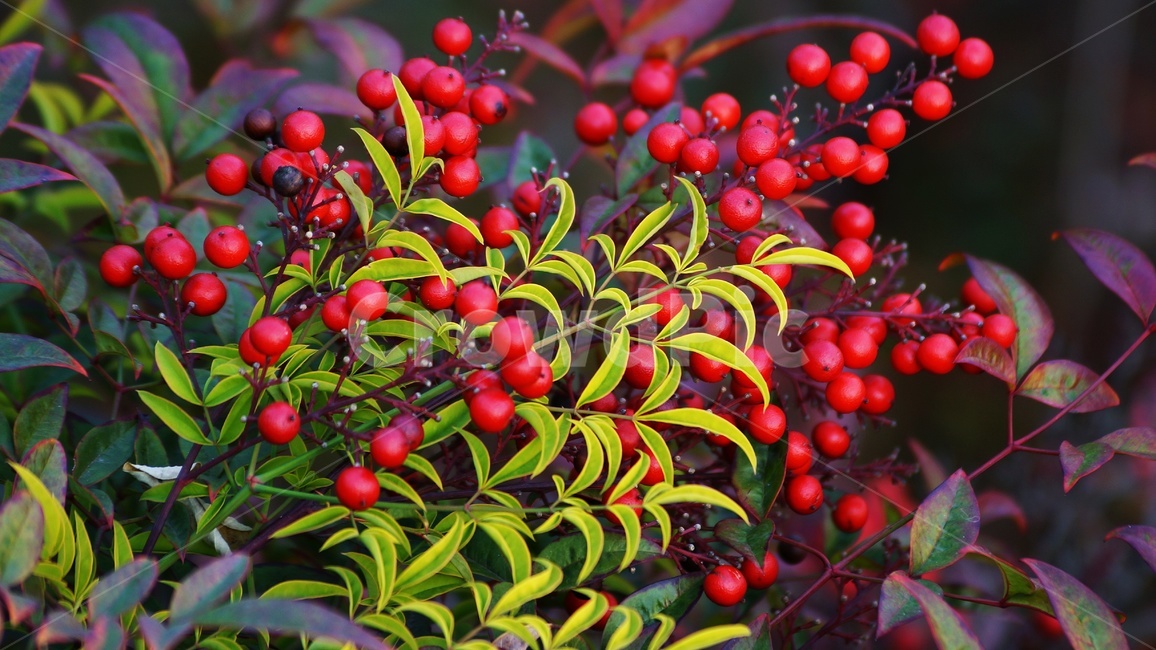 가을,나무,남천,식물,열매,식물,자연,plants,nature,과일,열매,fruit